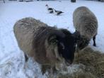 schapen bokje shetland, Mannelijk, Schaap, 0 tot 2 jaar