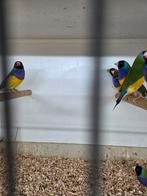 Mooie gould amadines, Dieren en Toebehoren, Meerdere dieren