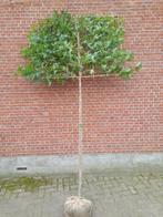 Liquidambar leiboom leverbaar vanaf oktober, Ophalen, Volle zon, Leiboom, 250 tot 400 cm