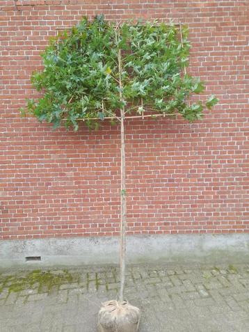 Liquidambar leiboom leverbaar vanaf oktober  beschikbaar voor biedingen