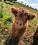 Schotse Hooglander Stier Highland Cattle kalfje, Juli, Mannelijk