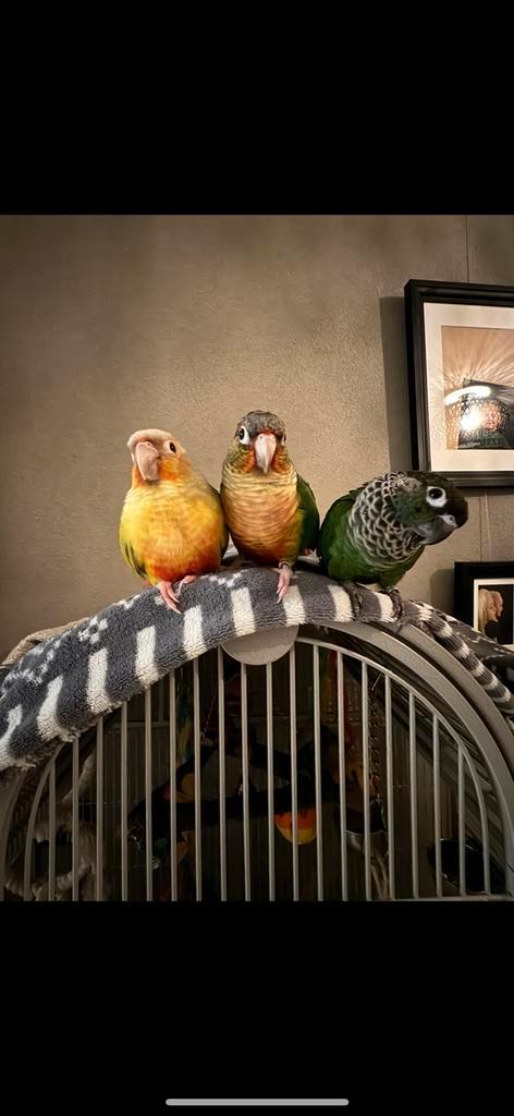 Leuke tamme pyrrhura, Dieren en Toebehoren, Vogels | Parkieten en Papegaaien, Parkiet, Geslacht onbekend, Tam, Geringd
