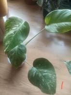 Monstera Albo. 5 stekken, Huis en Inrichting, Kamerplanten, Ophalen, Overige soorten, Halfschaduw, Minder dan 100 cm
