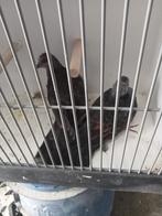 Koppel dusky tortels, Dieren en Toebehoren, Meerdere dieren