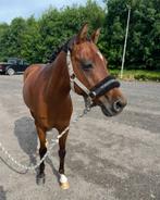 Knappe 13-jarige C pony, Dieren en Toebehoren, Pony's, Ruin