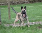 Mechelse Herder teefje (5 mnd), Rabiës (hondsdolheid), 15 weken tot 1 jaar, Teef, Eén hond