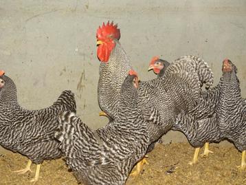 Amrock hennen van 3 maanden oud beschikbaar voor biedingen