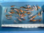 Koi te koop 5-10 cm eigen kweek met garantie, Dieren en Toebehoren, Vissen | Vijvervissen, Karper of Koi