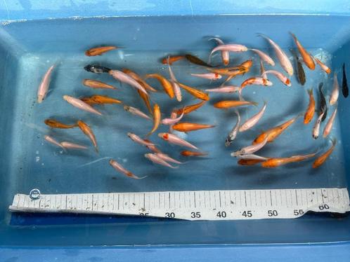 Koi te koop 5-10 cm eigen kweek met garantie, Dieren en Toebehoren, Vissen | Vijvervissen, Karper of Koi