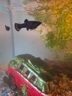 Black Molly's, Dieren en Toebehoren, Vis