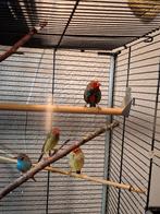 Gevraagd pop emblema picta, Dieren en Toebehoren, Vrouwelijk, Parkiet