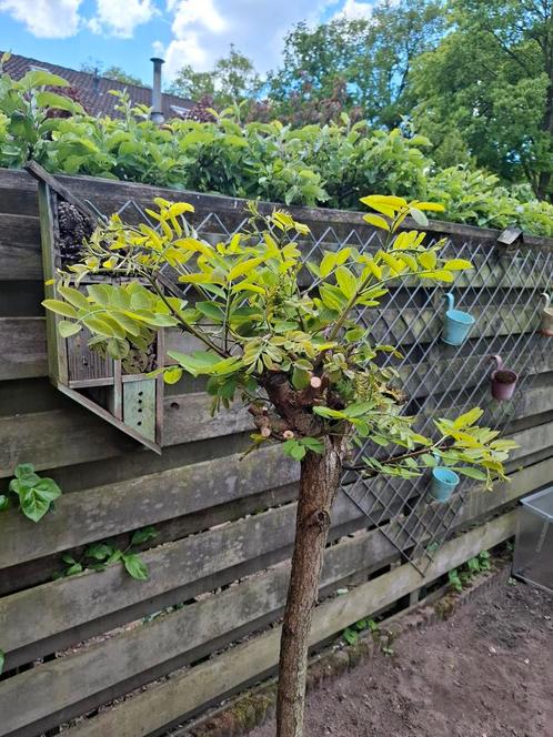 Mooie Bolacacia - acacia op stam, Tuin en Terras, Planten | Bomen, Bolboom, 100 tot 250 cm, Halfschaduw, Ophalen