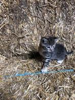 Mooie boerderij kittens, Dieren en Toebehoren, Katten en Kittens | Overige Katten, Poes, Kortharig, 0 tot 2 jaar