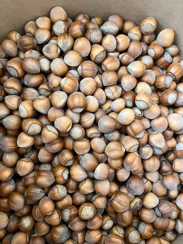 Bio Hazelnoten oogst 2025 beschikbaar voor biedingen
