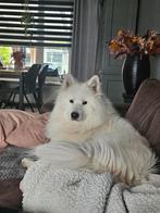 Samojeed pups met een vleugje husky  ., 8 tot 15 weken, Poolhond, Meerdere, Meerdere dieren