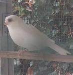 Gloster kanaries, Dieren en Toebehoren