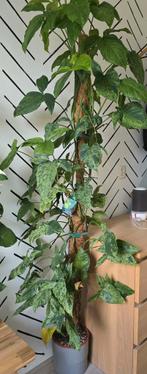 Syngonium mottled mojito, Huis en Inrichting, Kamerplanten, Ophalen, Halfschaduw
