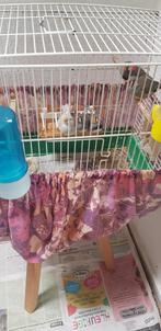 5 stuks   jonge  zebravinken  met  kooi  te koop, Ophalen of Verzenden, Minder dan 75 cm, Kooi, Minder dan 60 cm