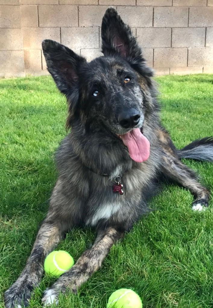 GEZOCHT: Herder x Merle kruising, Dieren en Toebehoren, Honden | Herdershonden en Veedrijvers, Geslacht onbekend, Overige rassen