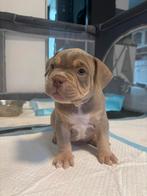 Micro bullys, Dieren en Toebehoren, Overige rassen, 8 tot 15 weken, Meerdere, Meerdere dieren