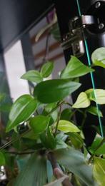 Tradescantia green, Huis en Inrichting, Kamerplanten, Ophalen of Verzenden, Overige soorten, Minder dan 100 cm