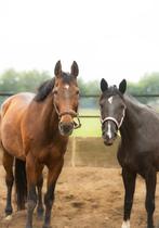 Verzorger/bijrijder gezocht, Ophalen of Verzenden