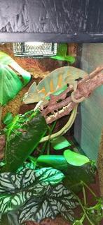 Jemen kameleon met terrarium 2x, Met terrarium, 0 tot 2 jaar