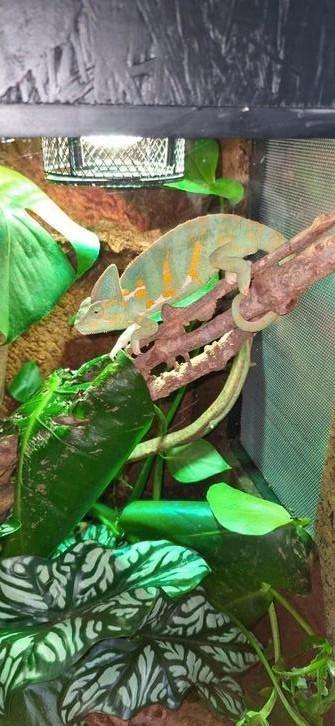 Jemen kameleon met terrarium 2x beschikbaar voor biedingen