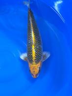 Kujaku snake skin, Karper of Koi