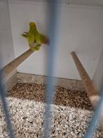 Nigerinissen, Dieren en Toebehoren, Vogels | Parkieten en Papegaaien, Meerdere dieren, Parkiet