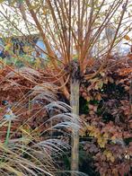 Salex Alba Chermesina, Ophalen, Overige soorten