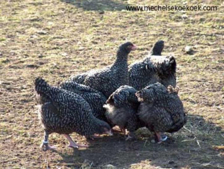 Mechelse Koekoek kippen., Dieren en Toebehoren, Pluimvee, Kip, Vrouwelijk