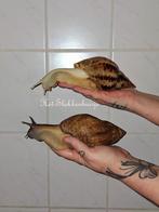 (liss) Achatina Reticulata wildkleur en albino, Overige soorten