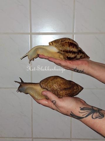(liss) Achatina Reticulata wildkleur en albino beschikbaar voor biedingen