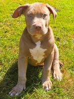 American bully xl   reu met stamboom, Dieren en Toebehoren, Honden | Bulldogs, Pinschers en Molossers, Rabiës (hondsdolheid), 8 tot 15 weken
