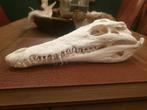 Echte krokodillen schedel. Mancave skull decoratie, Verzamelen, Dierenverzamelingen, Ophalen of Verzenden, Zo goed als nieuw, Reptiel of Amfibie