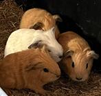 3 california baby beertjes samen €30, Dieren en Toebehoren, Cavia, Mannelijk, November, Tam