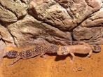 Koppel luipaard gekko's, Dieren en Toebehoren, Hagedis, Tam, 0 tot 2 jaar