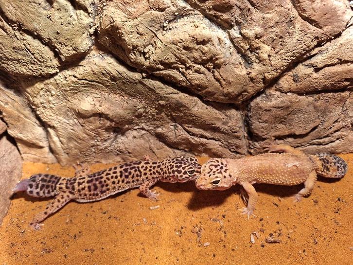 Koppel luipaard gekko's