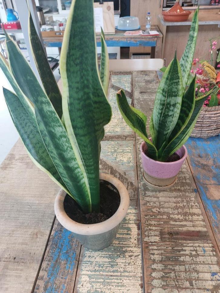 Sanseveria in pot, Huis en Inrichting, Kamerplanten, Overige soorten, Minder dan 100 cm, Groene kamerplant, Halfschaduw, In pot