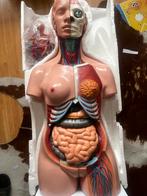 Anatomisch model heinescientific 85cm, Antiek en Kunst, Ophalen