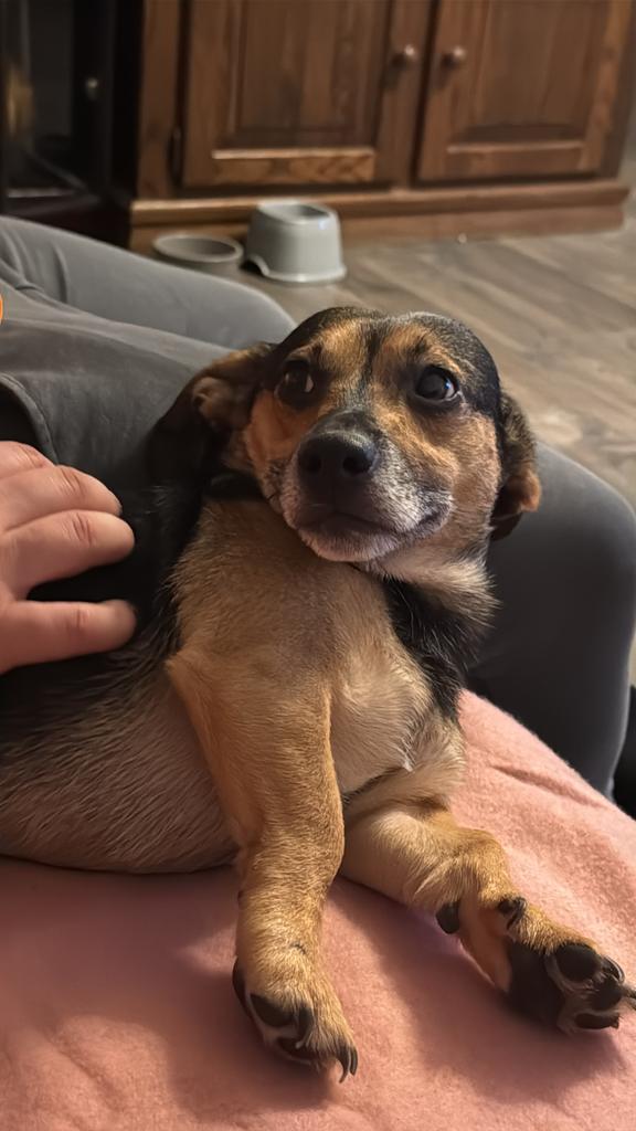 Gouden mandje gezocht, Dieren en Toebehoren, Honden | Niet-rashonden, Klein, Reu, Particulier, Eén hond, Buitenland, 3 tot 5 jaar