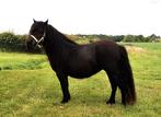 Shetlander zwart drachtig., Dieren en Toebehoren, Merrie