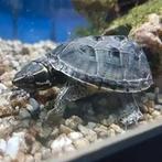 muskus schildpadden, Dieren en Toebehoren, Reptielen en Amfibieën, Schildpad