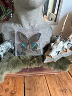 Opgezette Vlinders - Taxidermie, Verzamelen, Dierenverzamelingen, Ophalen of Verzenden, Gebruikt, Insect, Opgezet dier