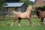 Welsh B hengstveulen Rondos Grandeur, Dieren en Toebehoren, Pony's, Hengst, B pony (1.17m tot 1.27m), 0 tot 2 jaar