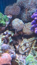 Leders 4 stuks, Dieren en Toebehoren, Vissen | Aquariumvissen, Vis