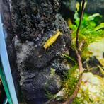 Gele Neocaridina garnalen, Kreeft, Krab of Garnaal, Zoetwatervis