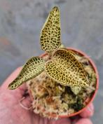 Jewel orchid Anoectochilus Roxburghii p7
