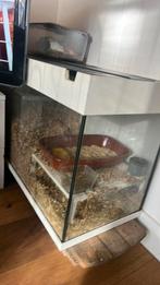 Gratis af te halen gerbil man, Dieren en Toebehoren, Knaagdieren, Februari, Mannelijk, Overige typen, Tam